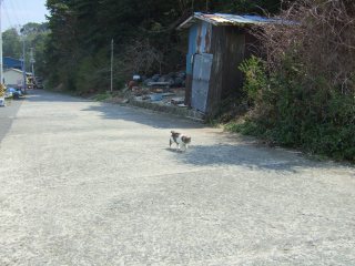 shimaneko3-01.jpg